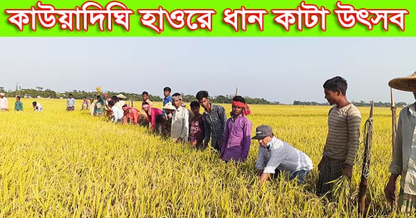 কাউয়াদিঘি হাওরে ধান কাটা উৎসব 