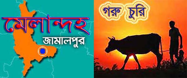 মেলান্দহে কৃষকের গরুচুরি