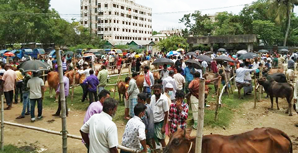 ব্রাহ্মণবাড়িয়া সীমান্তবর্তী উপজেলা আখাউড়ায় পশুর হাটে ব্যাপক লোক সমাগম
