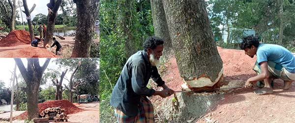 মুরাদনগরে সামাজিক বনায়নের গাছ বিক্রি