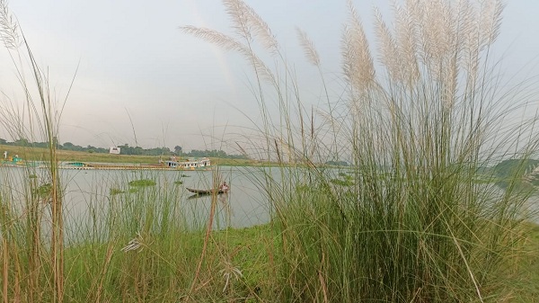 কাশবন প্রকৃতিতে এনেছে ভিন্ন এক রূপ