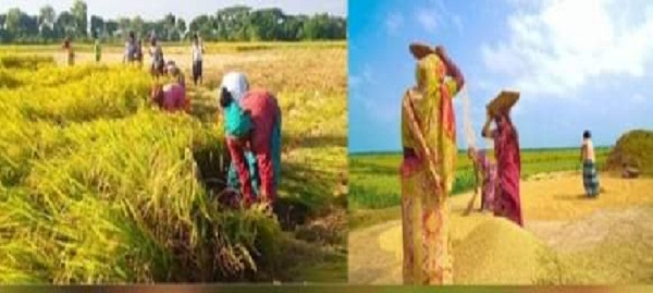মতলব উত্তরে রোপা আমনের বাম্পার ফলন