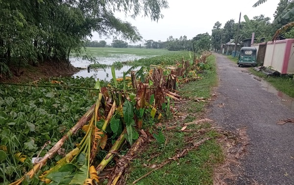 সরকারী রাস্থার পাশে রোপনকৃত পাঁচ হাজার কলাগাছ কেটে ফেলার অভিযোগ