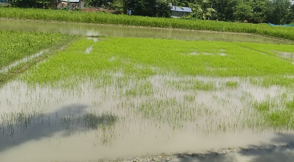 পানির নীচে আমনের বীজতলা: বিপাকে কৃষক