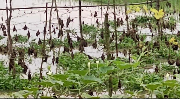 ইসলামপুরে বৃষ্টি হলেই জলাবদ্ধতা সব্জী চাষ ও ফসলী জমি : বিপাকে কৃষকরা