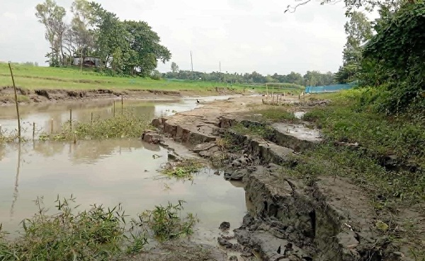 ইসলামপুর ব্রহ্মপুত্র নদীর তীব্র ভাঙ্গন-আতংকে এলাকাবাসী