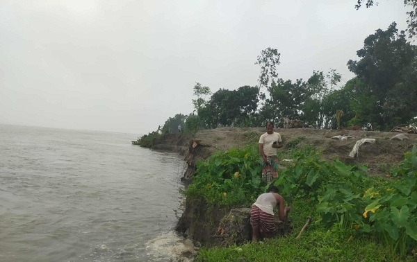 ইসলামপুরে যমুনা নদী ভাঙ্গনে আতঙ্কে মন্নিয়া গ্রামের এলাকাবাসী