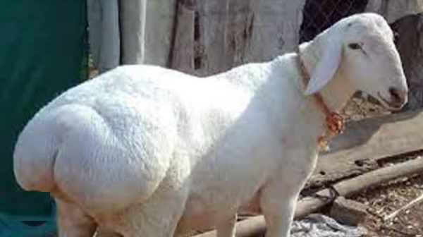 সৌদি সরকারের দুম্বার গোসত পেলেন ইসলামপুরে এতিমখানার দরিদ্র শিক্ষার্থীরা