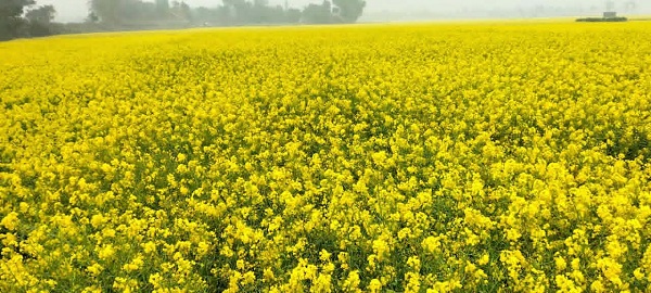 ইসলামপুরে মাঠে-মাঠে মনোমুগ্ধকর সরিষা ফুলের সমারোহ,মধু সংগ্রহে ব্যস্ত মৌয়ালরাইসলামপুরে মাঠে-মাঠে মনোমুগ্ধকর সরিষা ফুলের সমারোহ,মধু সংগ্রহে ব্যস্ত মৌয়ালরা