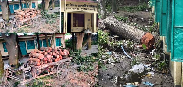 রূপগঞ্জে পিতলগঞ্জ ব্রাহ্মণখালী সরকারি প্রাথমিক বিদ্যালয়ের সরকারি গাছ বিক্রির অভিযোগ, তদন্তের দাবি